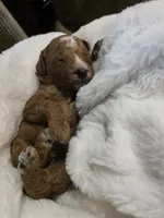 processed/794cff85-08d6-4aae-92fd-0d04e5daeb29/listing/3113a8c1-1e00-4f0f-91a9-e1864fe8f169/81cb010b-8444-4745-b09e-aa56e0692009