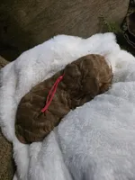 processed/794cff85-08d6-4aae-92fd-0d04e5daeb29/listing/3113a8c1-1e00-4f0f-91a9-e1864fe8f169/c05cb752-33a9-408b-9a50-b41b1f841959