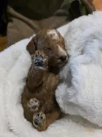 processed/794cff85-08d6-4aae-92fd-0d04e5daeb29/listing/3113a8c1-1e00-4f0f-91a9-e1864fe8f169/c3c5c04f-cf2c-4e79-8c87-dcdd55c957b1