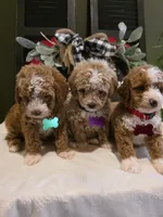 Angel ( micro mini), a female Poodle - Toy  and Miniature Goldendoodle for sale in Spartanburg, SC – Photo 10 of 10