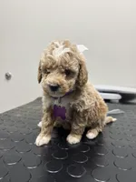 Angel ( micro mini), a female Poodle - Toy  and Miniature Goldendoodle for sale in Spartanburg, SC – Photo 9 of 10