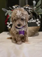 Angel ( micro mini), a female Poodle - Toy  and Miniature Goldendoodle for sale in Spartanburg, SC – Photo 1 of 10