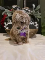 Angel ( micro mini), a female Poodle - Toy  and Miniature Goldendoodle for sale in Spartanburg, SC – Photo 4 of 10