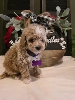 Angel ( micro mini), a female Poodle - Toy  and Miniature Goldendoodle for sale in Spartanburg, SC – Photo 6 of 10