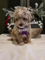 Angel ( micro mini), a female Poodle - Toy  and Miniature Goldendoodle for sale in Spartanburg, SC – Photo 5 of 10