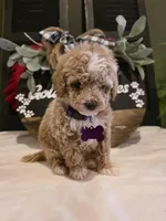 Angel ( micro mini), a female Poodle - Toy  and Miniature Goldendoodle for sale in Spartanburg, SC – Photo 7 of 10