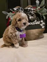 Angel ( micro mini), a female Poodle - Toy  and Miniature Goldendoodle for sale in Spartanburg, SC – Photo 3 of 10