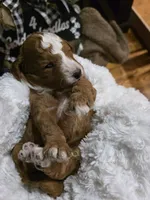 processed/794cff85-08d6-4aae-92fd-0d04e5daeb29/listing/8ef18a05-ceda-4b29-8d19-702fe4782f3f/03c0a09e-b37f-4240-af1a-85d5cc42dc5c