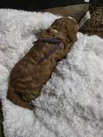 processed/794cff85-08d6-4aae-92fd-0d04e5daeb29/listing/8ef18a05-ceda-4b29-8d19-702fe4782f3f/1300c67c-faf5-43f3-bab4-9ae64edb23ac