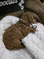 processed/794cff85-08d6-4aae-92fd-0d04e5daeb29/listing/8ef18a05-ceda-4b29-8d19-702fe4782f3f/e0ae81bb-fc40-49ea-9d2e-8f8195244d84