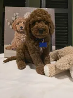 Knox , a male Poodle - Miniature  and Miniature Goldendoodle for sale in Spartanburg, SC – Photo 3 of 10
