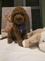 Knox , a male Poodle - Miniature  and Miniature Goldendoodle for sale in Spartanburg, SC – Photo 2 of 10