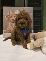 Knox , a male Poodle - Miniature  and Miniature Goldendoodle for sale in Spartanburg, SC – Photo 5 of 10