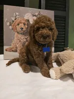 Knox , a male Poodle - Miniature  and Miniature Goldendoodle for sale in Spartanburg, SC – Photo 6 of 10