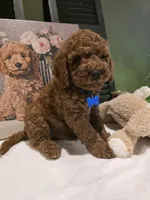 Knox , a male Poodle - Miniature  and Miniature Goldendoodle for sale in Spartanburg, SC – Photo 7 of 10
