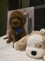 Knox , a male Poodle - Miniature  and Miniature Goldendoodle for sale in Spartanburg, SC – Photo 1 of 10