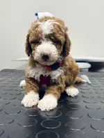 Romeo ( micro mini), a male Poodle - Toy  and Miniature Goldendoodle for sale in Spartanburg, SC – Photo 10 of 10
