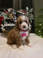 Romeo ( micro mini), a male Poodle - Toy  and Miniature Goldendoodle for sale in Spartanburg, SC – Photo 8 of 10