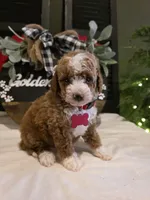 Romeo ( micro mini), a male Poodle - Toy  and Miniature Goldendoodle for sale in Spartanburg, SC – Photo 6 of 10