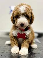 Romeo ( micro mini), a male Poodle - Toy  and Miniature Goldendoodle for sale in Spartanburg, SC – Photo 3 of 10