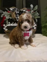Romeo ( micro mini), a male Poodle - Toy  and Miniature Goldendoodle for sale in Spartanburg, SC – Photo 1 of 10