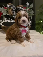 Romeo ( micro mini), a male Poodle - Toy  and Miniature Goldendoodle for sale in Spartanburg, SC – Photo 9 of 10