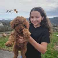 Max, a male Poodle - Miniature  and Miniature Goldendoodle for sale in Spartanburg, SC – Photo 1 of 5