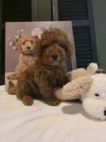 Max, a male Poodle - Miniature  and Miniature Goldendoodle for sale in Spartanburg, SC – Photo 7 of 10