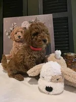 Max, a male Poodle - Miniature  and Miniature Goldendoodle for sale in Spartanburg, SC – Photo 5 of 10