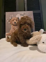 Max, a male Poodle - Miniature  and Miniature Goldendoodle for sale in Spartanburg, SC – Photo 4 of 10