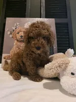 Max, a male Poodle - Miniature  and Miniature Goldendoodle for sale in Spartanburg, SC – Photo 6 of 10