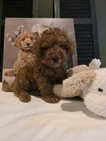 Max, a male Poodle - Miniature  and Miniature Goldendoodle for sale in Spartanburg, SC – Photo 1 of 10