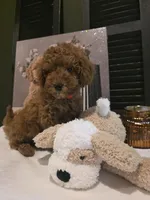 Max, a male Poodle - Miniature  and Miniature Goldendoodle for sale in Spartanburg, SC – Photo 3 of 10