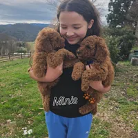 Max, a male Poodle - Miniature  and Miniature Goldendoodle for sale in Spartanburg, SC – Photo 3 of 5