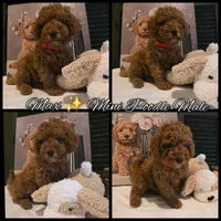 Max, a male Poodle - Miniature  and Miniature Goldendoodle for sale in Spartanburg, SC – Photo 10 of 10
