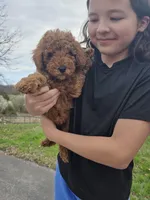 Max, a male Poodle - Miniature  and Miniature Goldendoodle for sale in Spartanburg, SC – Photo 2 of 5