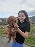 Max, a male Poodle - Miniature  and Miniature Goldendoodle for sale in Spartanburg, SC – Photo 4 of 5