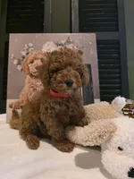 Max, a male Poodle - Miniature  and Miniature Goldendoodle for sale in Spartanburg, SC – Photo 9 of 10