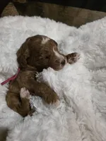 processed/794cff85-08d6-4aae-92fd-0d04e5daeb29/listing/d378babb-e6e8-4050-8dd0-dd5d74b17630/57fb009c-04eb-4da5-b3af-05d46e6b0741