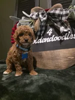 Coco ✨️ Mini, a female Miniature Goldendoodle for sale in Spartanburg, SC – Photo 7 of 10