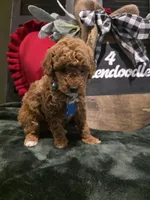 Coco ✨️ Mini, a female Miniature Goldendoodle for sale in Spartanburg, SC – Photo 3 of 10