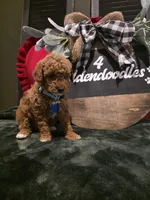 Coco ✨️ Mini, a female Miniature Goldendoodle for sale in Spartanburg, SC – Photo 10 of 10