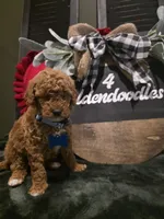 Coco ✨️ Mini, a female Miniature Goldendoodle for sale in Spartanburg, SC – Photo 2 of 10