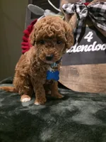 Coco ✨️ Mini, a female Miniature Goldendoodle for sale in Spartanburg, SC – Photo 6 of 10