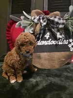 Coco ✨️ Mini, a female Miniature Goldendoodle for sale in Spartanburg, SC – Photo 9 of 10