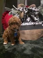 Coco ✨️ Mini, a female Miniature Goldendoodle for sale in Spartanburg, SC – Photo 4 of 10