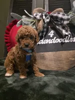 Coco ✨️ Mini, a female Miniature Goldendoodle for sale in Spartanburg, SC – Photo 1 of 10