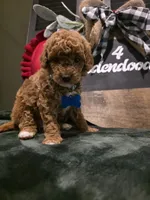 Coco ✨️ Mini, a female Miniature Goldendoodle for sale in Spartanburg, SC – Photo 8 of 10