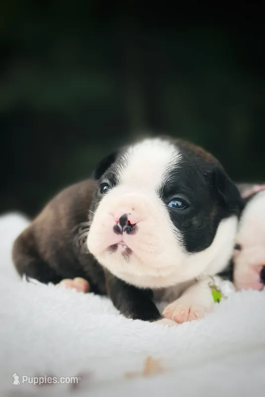 Rolly  – Boston Terrier puppy for sale in Foxworth, MS