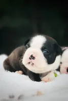 Rolly , a male Boston Terrier for sale in Foxworth, MS – 1 of 1
